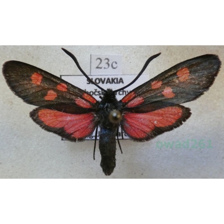 Zygaena lonicerae (Scheven, 1777) Slovakia23c
